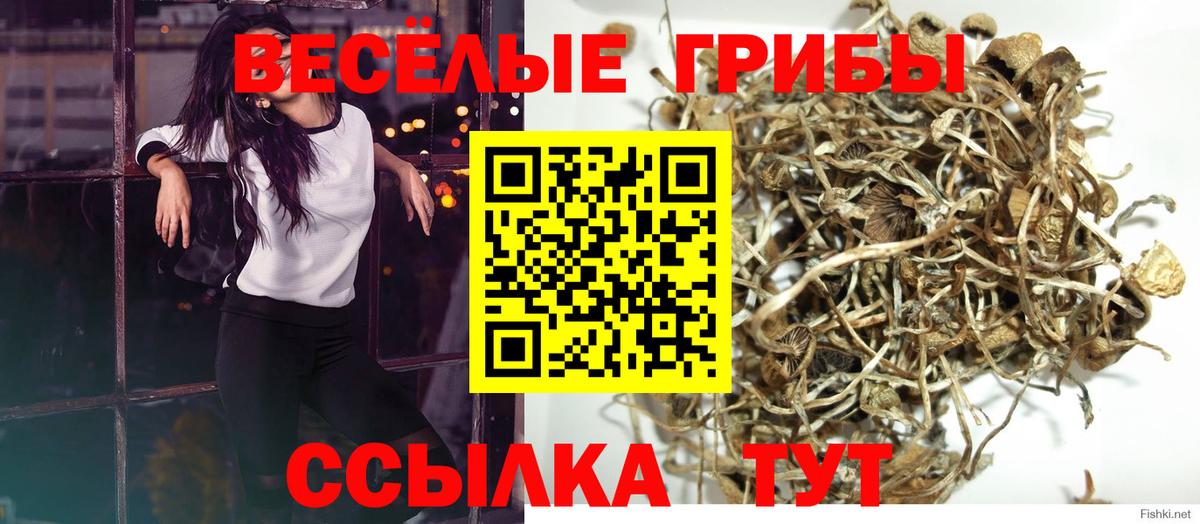 Псилоцибиновые грибы Cubensis Прокопьевск